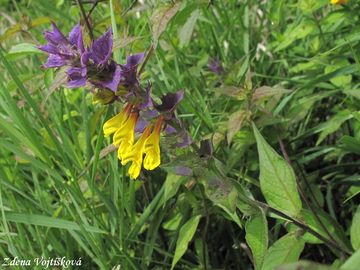 ern hajn - Melampyrum nemorosum L.