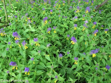 ern hajn - Melampyrum nemorosum L.