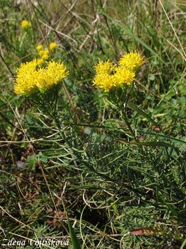 hvzdnice zlatovlsek - Aster linosyris (L.) Bernh.
