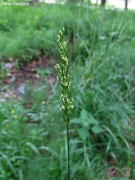 Jemenka evropsk - Hordelymus europaeus (L.) Harz