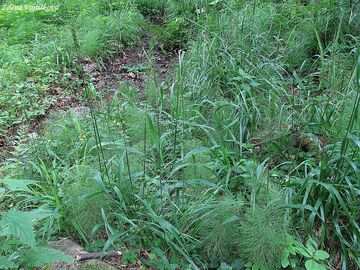 Jemenka evropsk - Hordelymus europaeus (L.) Harz
