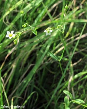 Len poistiv - Linum catharticum L.