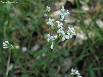 Fotogalerie: Mainka barvsk - Asperula tinctoria L.