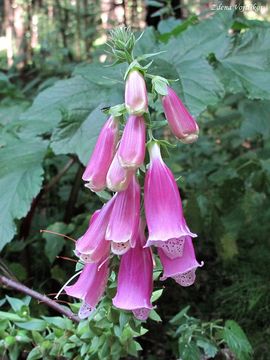 Fotogalerie: Nprstnk erven - Digitalis purpurea L.