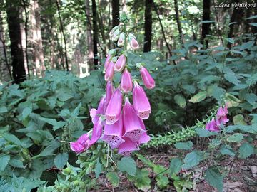 Nprstnk erven - Digitalis purpurea L.