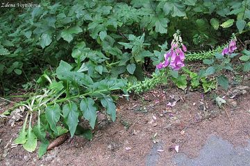 Nprstnk erven - Digitalis purpurea L.