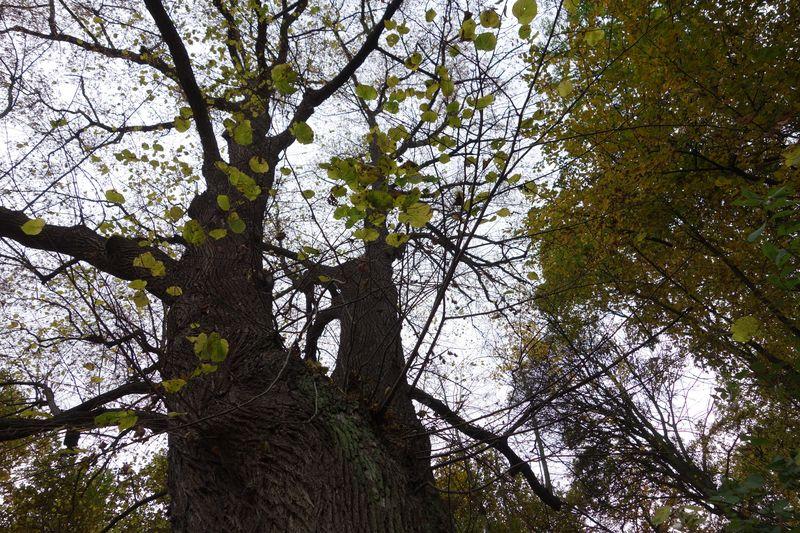Krlovsk pramen_12